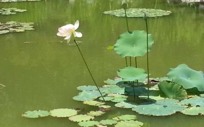 Remembering what Fletcher taught me, by Jenny Robinson